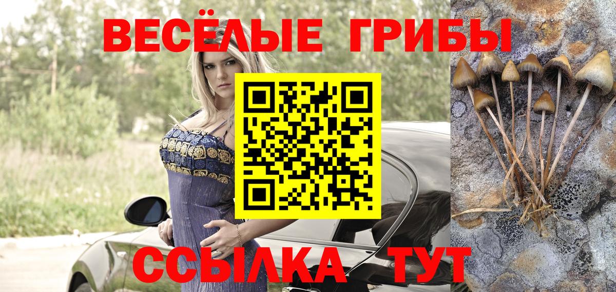 Псилоцибиновые грибы Psilocybe Коряжма